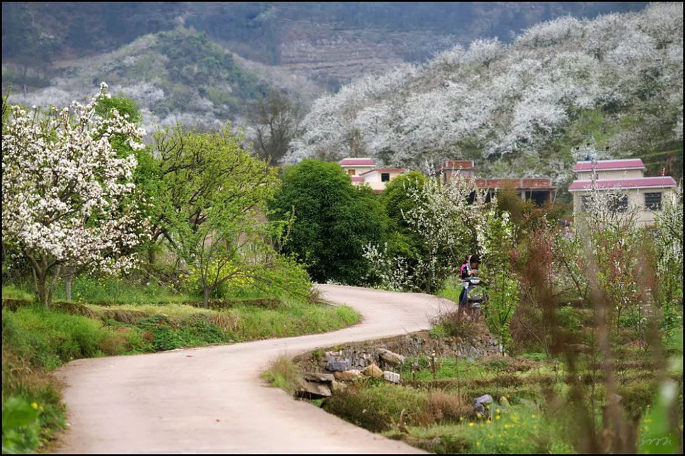 【春天,广西桂林灌阳县向您发出邀请!】我们在灌阳看梨花 - 游山玩水 - 赵县生活社区 - 赵县28生活网 zx.28life.com