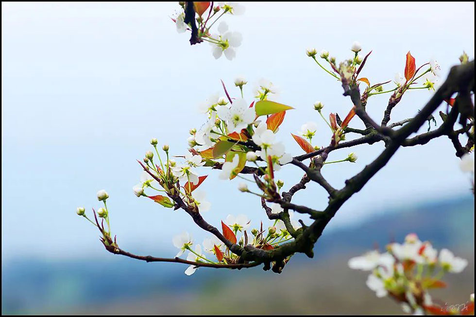 【春天,广西桂林灌阳县向您发出邀请!】我们在灌阳看梨花 - 游山玩水 - 赵县生活社区 - 赵县28生活网 zx.28life.com