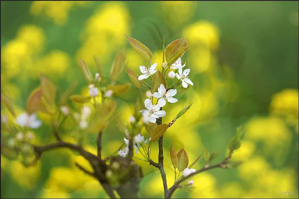 【春天,广西桂林灌阳县向您发出邀请!】我们在灌阳看梨花 - 游山玩水 - 赵县生活社区 - 赵县28生活网 zx.28life.com