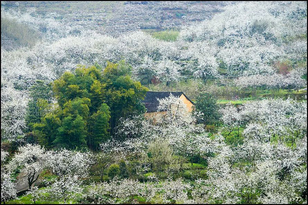 【春天,广西桂林灌阳县向您发出邀请!】我们在灌阳看梨花 - 游山玩水 - 赵县生活社区 - 赵县28生活网 zx.28life.com