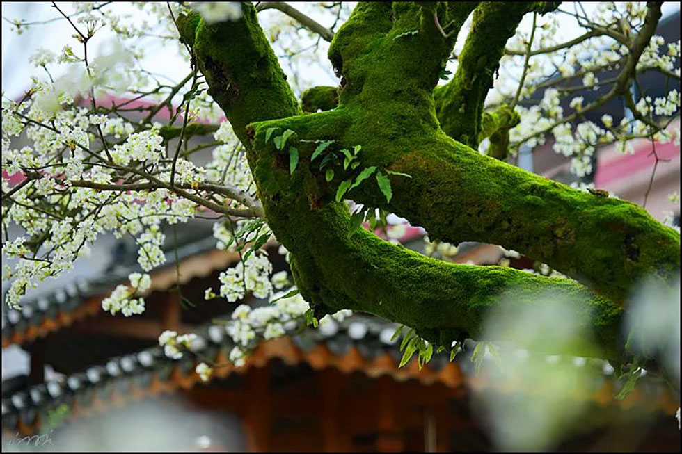 【春天,广西桂林灌阳县向您发出邀请!】我们在灌阳看梨花 - 游山玩水 - 赵县生活社区 - 赵县28生活网 zx.28life.com