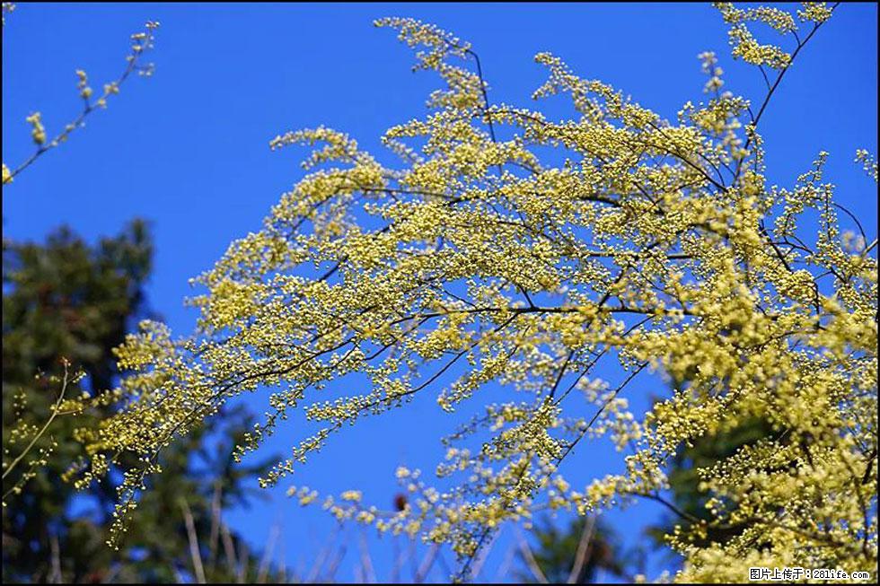 【春天,广西桂林灌阳县向您发出邀请!】米珠山前有片山苍子花在飘香 - 游山玩水 - 赵县生活社区 - 赵县28生活网 zx.28life.com