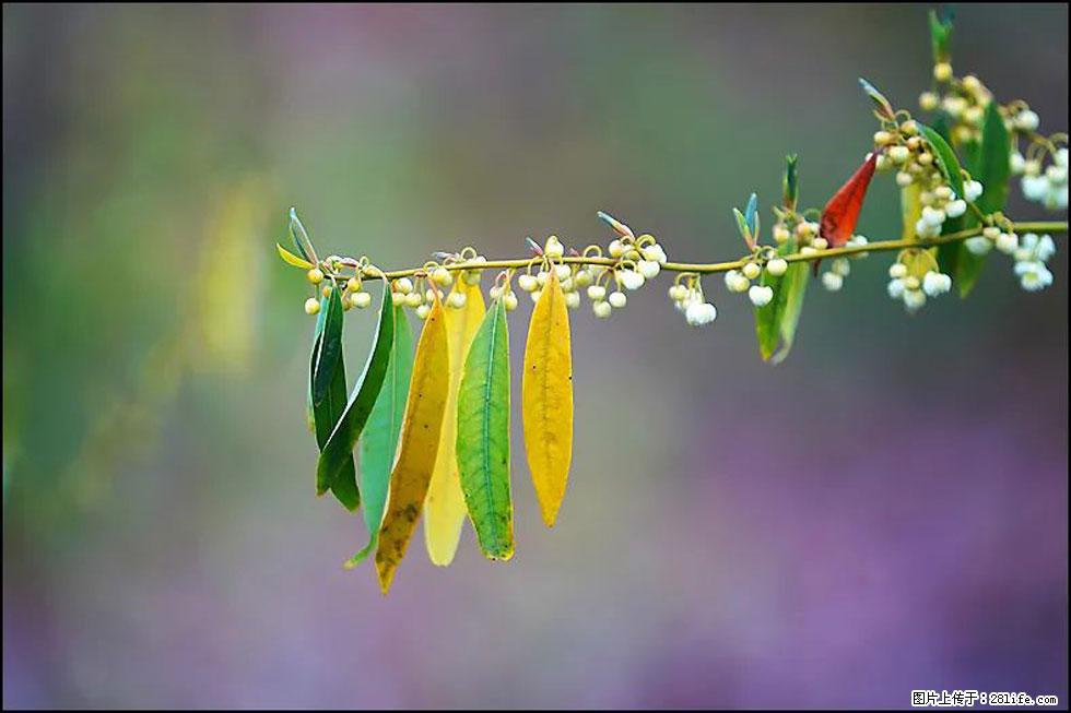 【春天,广西桂林灌阳县向您发出邀请!】米珠山前有片山苍子花在飘香 - 游山玩水 - 赵县生活社区 - 赵县28生活网 zx.28life.com