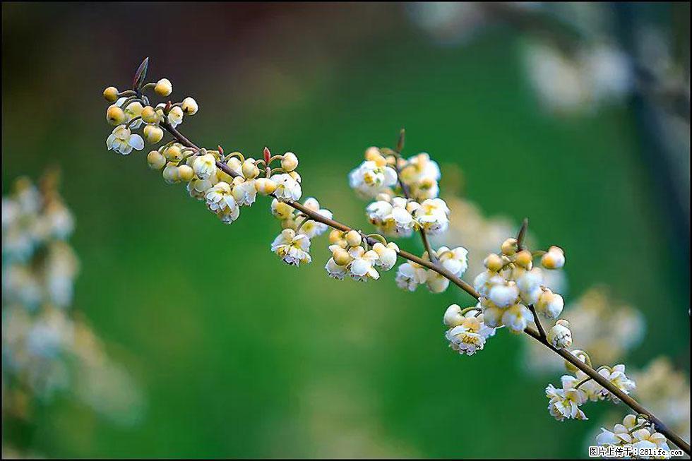 【春天,广西桂林灌阳县向您发出邀请!】米珠山前有片山苍子花在飘香 - 游山玩水 - 赵县生活社区 - 赵县28生活网 zx.28life.com