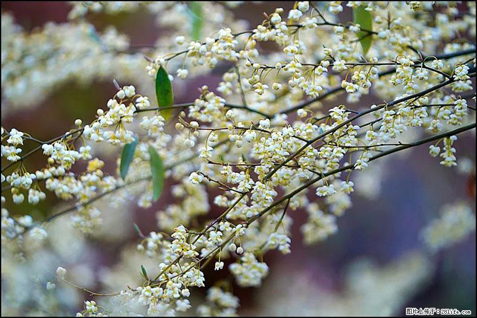 【春天,广西桂林灌阳县向您发出邀请!】米珠山前有片山苍子花在飘香 - 游山玩水 - 赵县生活社区 - 赵县28生活网 zx.28life.com
