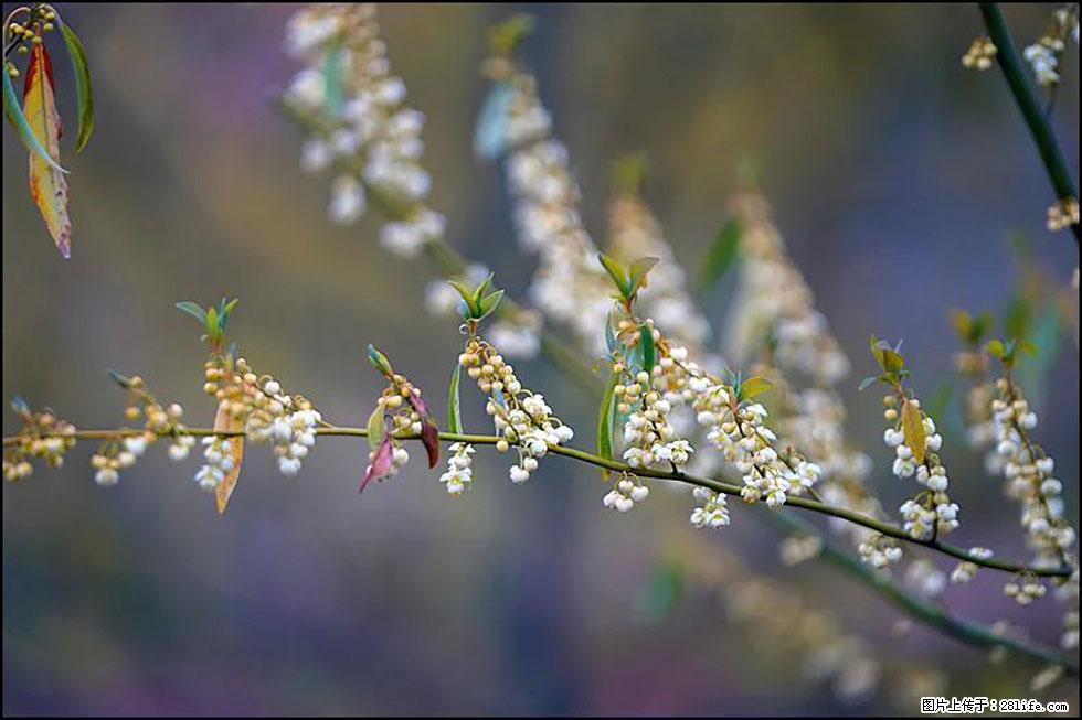 【春天,广西桂林灌阳县向您发出邀请!】米珠山前有片山苍子花在飘香 - 游山玩水 - 赵县生活社区 - 赵县28生活网 zx.28life.com