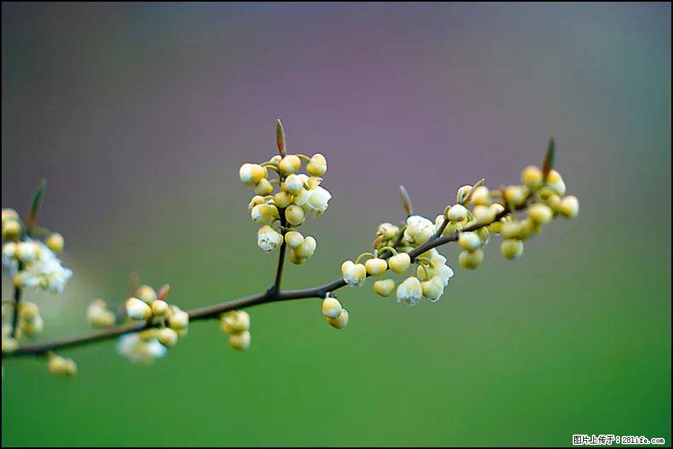 【春天,广西桂林灌阳县向您发出邀请!】米珠山前有片山苍子花在飘香 - 游山玩水 - 赵县生活社区 - 赵县28生活网 zx.28life.com