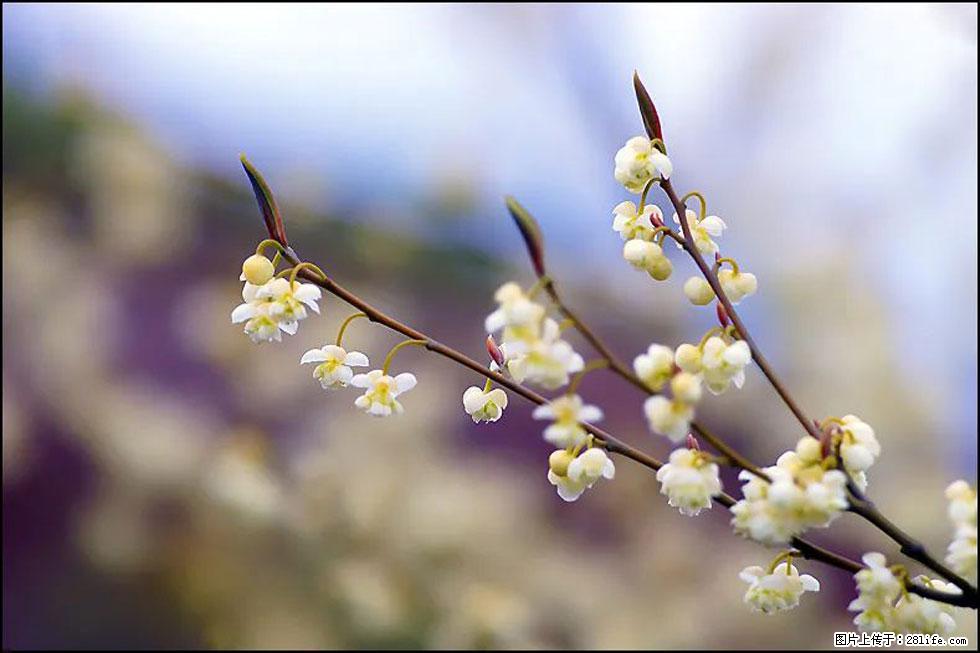 【春天,广西桂林灌阳县向您发出邀请!】米珠山前有片山苍子花在飘香 - 游山玩水 - 赵县生活社区 - 赵县28生活网 zx.28life.com