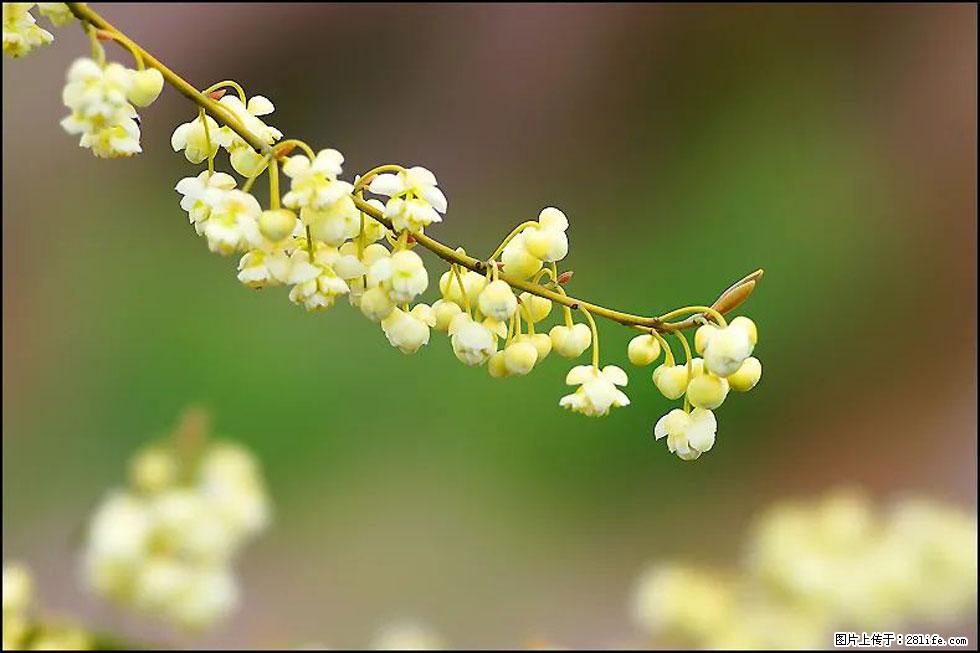 【春天,广西桂林灌阳县向您发出邀请!】米珠山前有片山苍子花在飘香 - 游山玩水 - 赵县生活社区 - 赵县28生活网 zx.28life.com