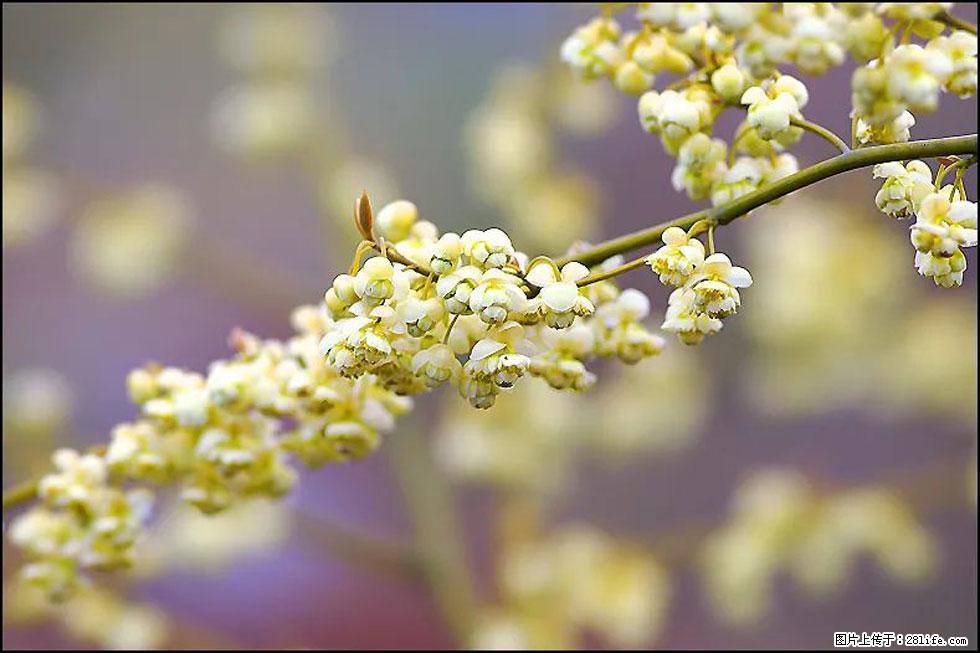 【春天,广西桂林灌阳县向您发出邀请!】米珠山前有片山苍子花在飘香 - 游山玩水 - 赵县生活社区 - 赵县28生活网 zx.28life.com