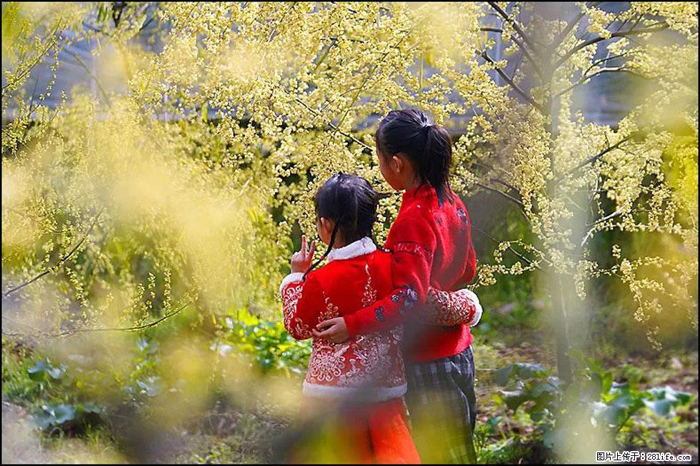 【春天,广西桂林灌阳县向您发出邀请!】米珠山前有片山苍子花在飘香 - 游山玩水 - 赵县生活社区 - 赵县28生活网 zx.28life.com