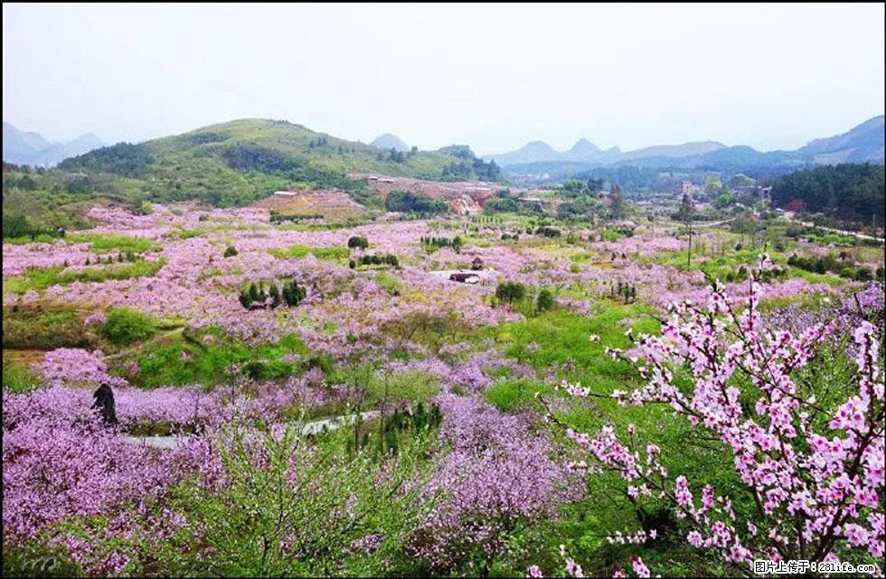 【春天，广西桂林灌阳县向您发出邀请！】官庄村有个醉美的桃花园 - 游山玩水 - 赵县生活社区 - 赵县28生活网 zx.28life.com