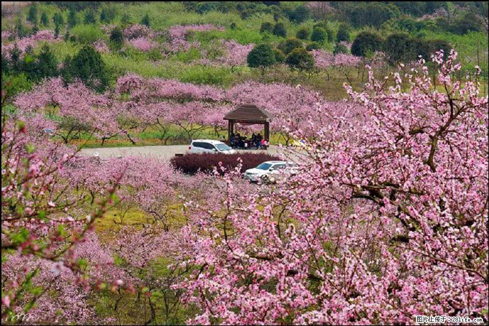 【春天，广西桂林灌阳县向您发出邀请！】官庄村有个醉美的桃花园 - 游山玩水 - 赵县生活社区 - 赵县28生活网 zx.28life.com