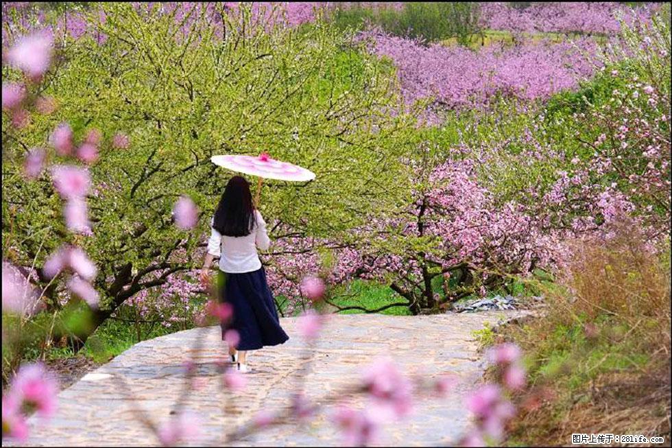 【春天，广西桂林灌阳县向您发出邀请！】官庄村有个醉美的桃花园 - 游山玩水 - 赵县生活社区 - 赵县28生活网 zx.28life.com