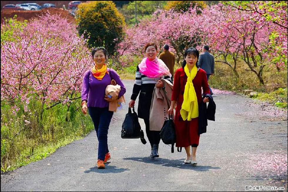 【春天，广西桂林灌阳县向您发出邀请！】官庄村有个醉美的桃花园 - 游山玩水 - 赵县生活社区 - 赵县28生活网 zx.28life.com