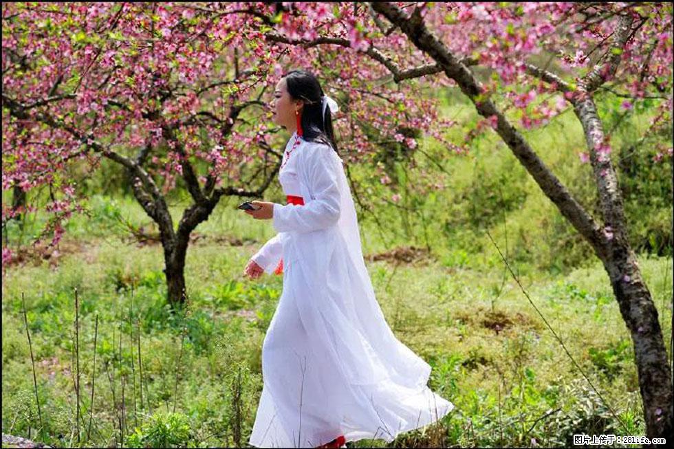 【春天，广西桂林灌阳县向您发出邀请！】官庄村有个醉美的桃花园 - 游山玩水 - 赵县生活社区 - 赵县28生活网 zx.28life.com