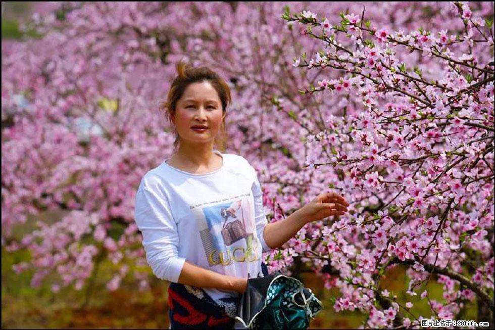 【春天，广西桂林灌阳县向您发出邀请！】官庄村有个醉美的桃花园 - 游山玩水 - 赵县生活社区 - 赵县28生活网 zx.28life.com