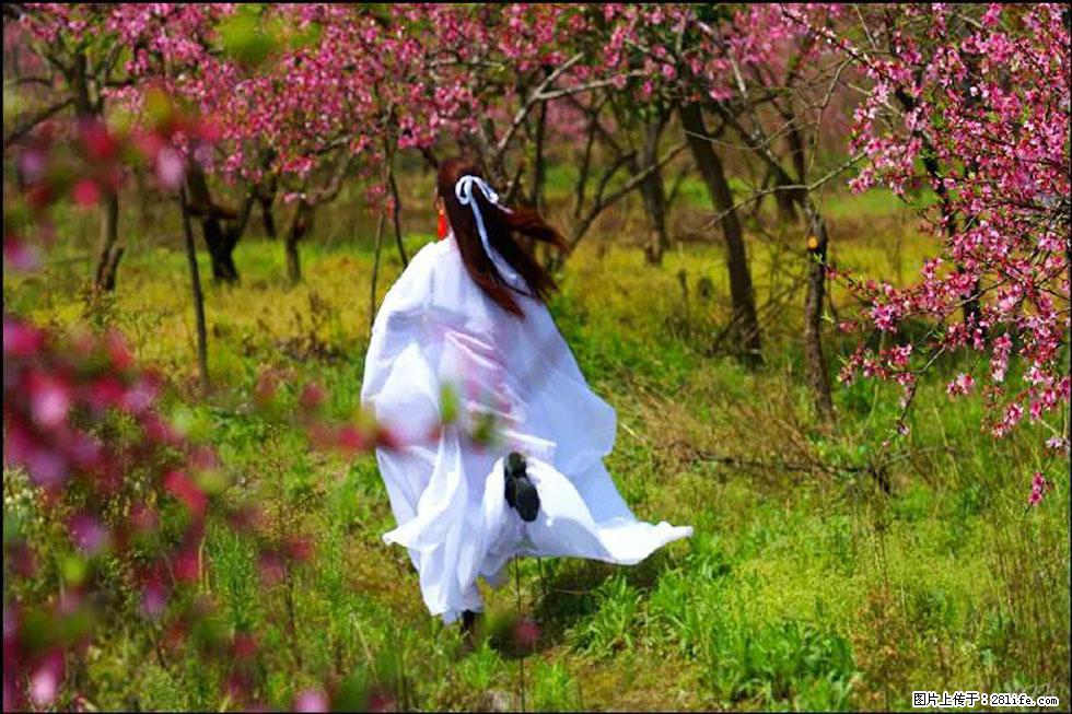 【春天，广西桂林灌阳县向您发出邀请！】官庄村有个醉美的桃花园 - 游山玩水 - 赵县生活社区 - 赵县28生活网 zx.28life.com