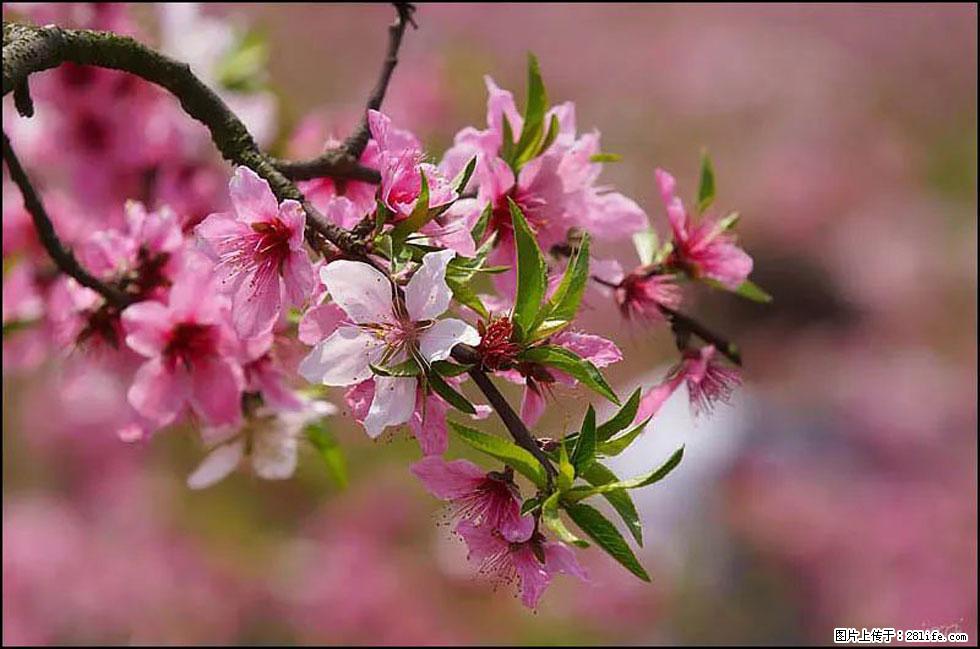 【春天，广西桂林灌阳县向您发出邀请！】官庄村有个醉美的桃花园 - 游山玩水 - 赵县生活社区 - 赵县28生活网 zx.28life.com