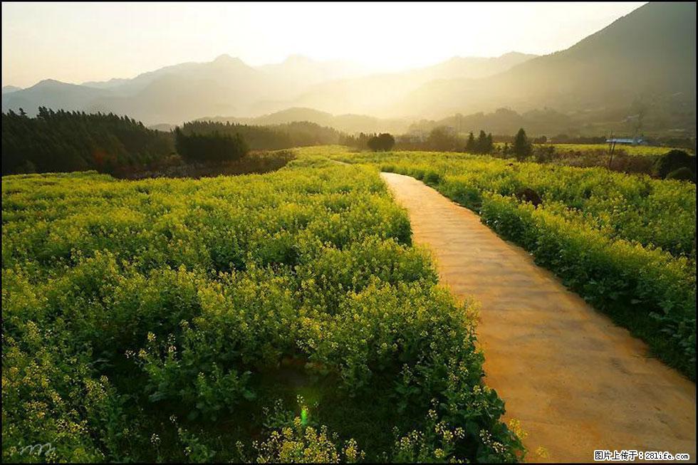 【春天,广西桂林灌阳县向您发出邀请!】长坪村油菜盛情花开 - 游山玩水 - 赵县生活社区 - 赵县28生活网 zx.28life.com