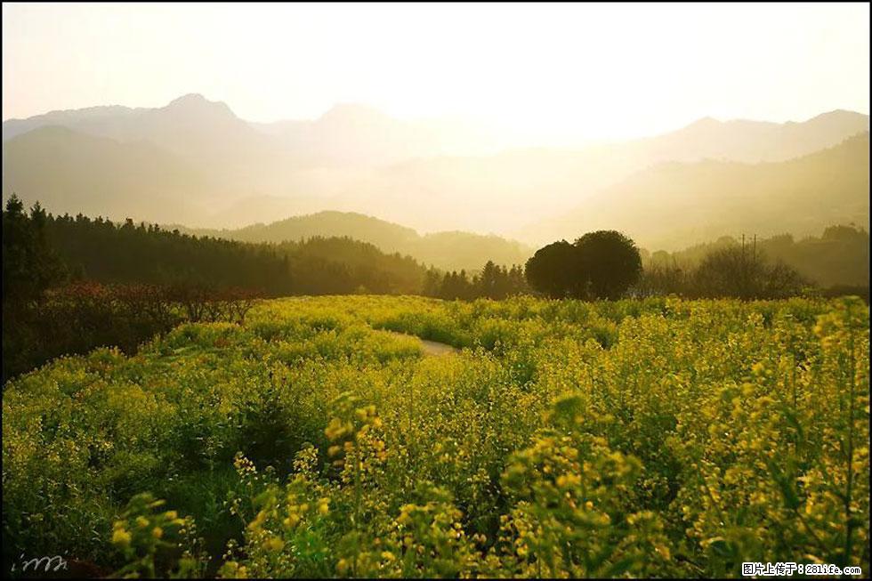 【春天,广西桂林灌阳县向您发出邀请!】长坪村油菜盛情花开 - 游山玩水 - 赵县生活社区 - 赵县28生活网 zx.28life.com