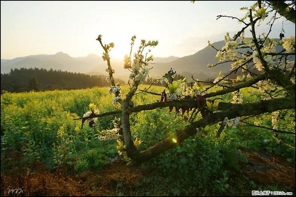 【春天,广西桂林灌阳县向您发出邀请!】长坪村油菜盛情花开 - 游山玩水 - 赵县生活社区 - 赵县28生活网 zx.28life.com