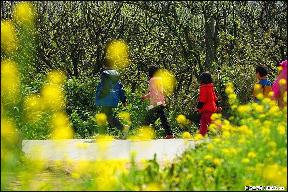 【春天,广西桂林灌阳县向您发出邀请!】长坪村油菜盛情花开 - 游山玩水 - 赵县生活社区 - 赵县28生活网 zx.28life.com