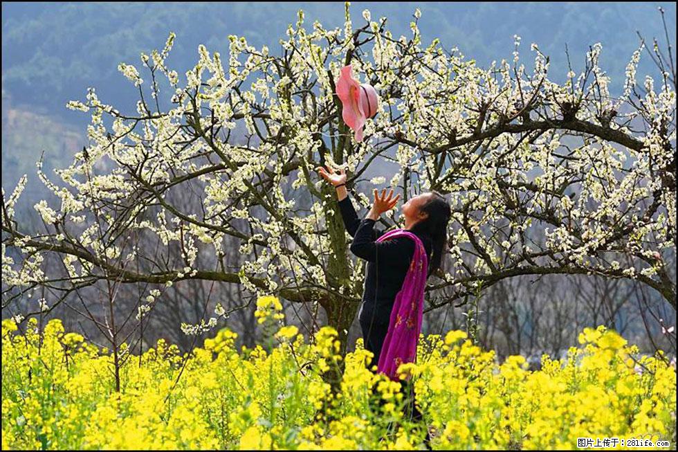 【春天,广西桂林灌阳县向您发出邀请!】长坪村油菜盛情花开 - 游山玩水 - 赵县生活社区 - 赵县28生活网 zx.28life.com
