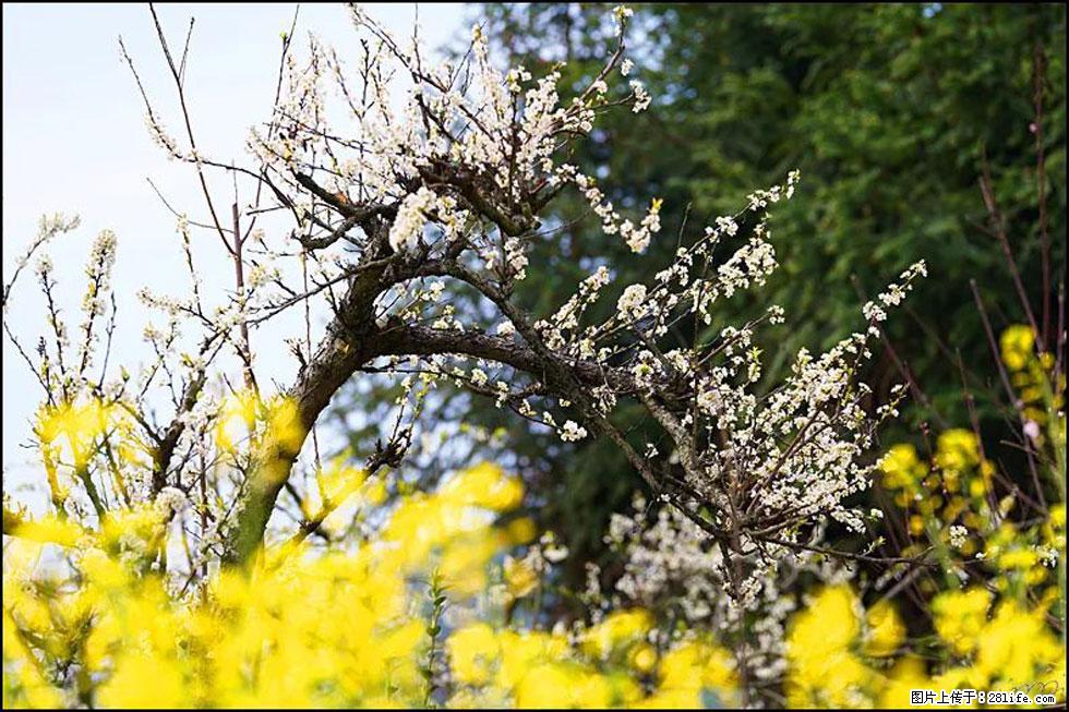【春天,广西桂林灌阳县向您发出邀请!】长坪村油菜盛情花开 - 游山玩水 - 赵县生活社区 - 赵县28生活网 zx.28life.com