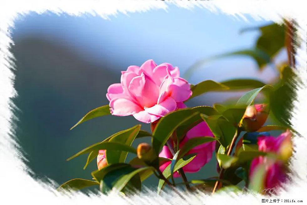 【春天,广西桂林灌阳县向您发出邀请!】杨柳井茶花惹人爱 - 游山玩水 - 赵县生活社区 - 赵县28生活网 zx.28life.com