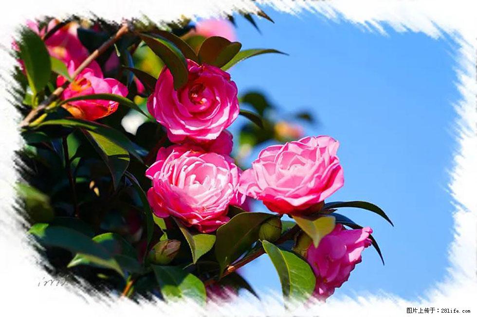 【春天,广西桂林灌阳县向您发出邀请!】杨柳井茶花惹人爱 - 游山玩水 - 赵县生活社区 - 赵县28生活网 zx.28life.com