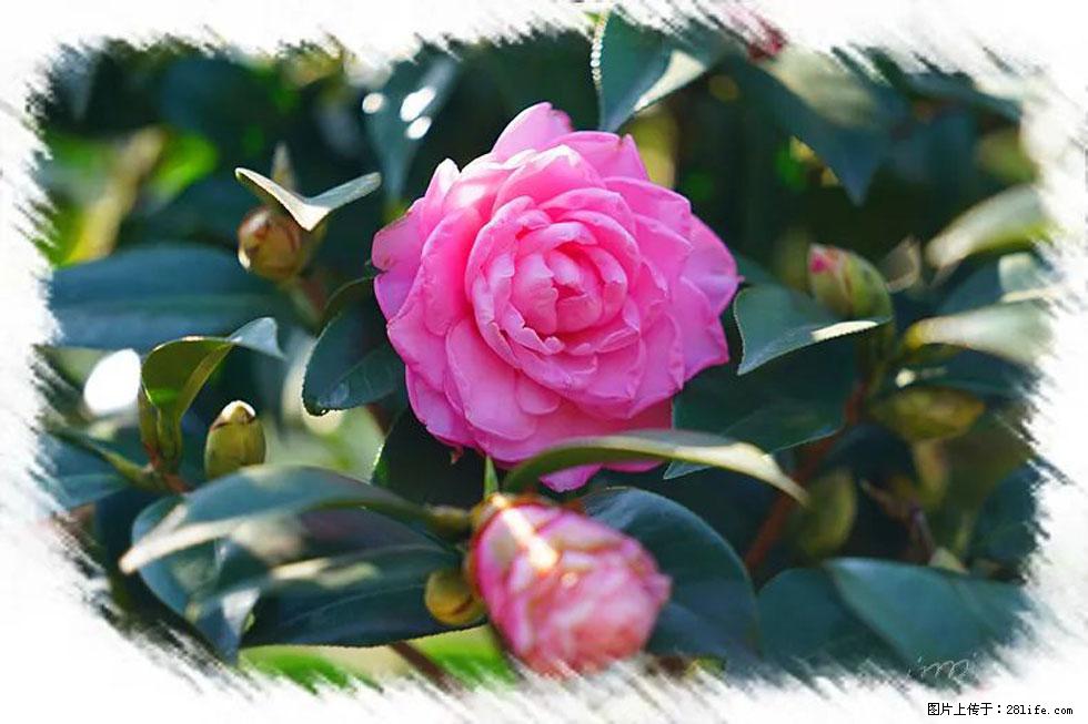 【春天,广西桂林灌阳县向您发出邀请!】杨柳井茶花惹人爱 - 游山玩水 - 赵县生活社区 - 赵县28生活网 zx.28life.com