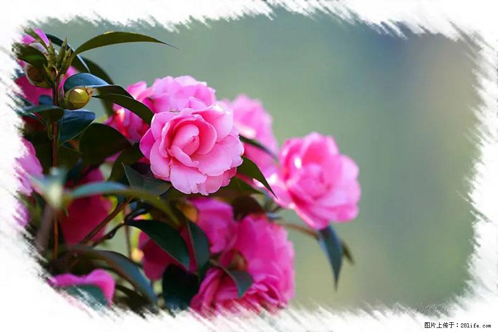 【春天,广西桂林灌阳县向您发出邀请!】杨柳井茶花惹人爱 - 游山玩水 - 赵县生活社区 - 赵县28生活网 zx.28life.com