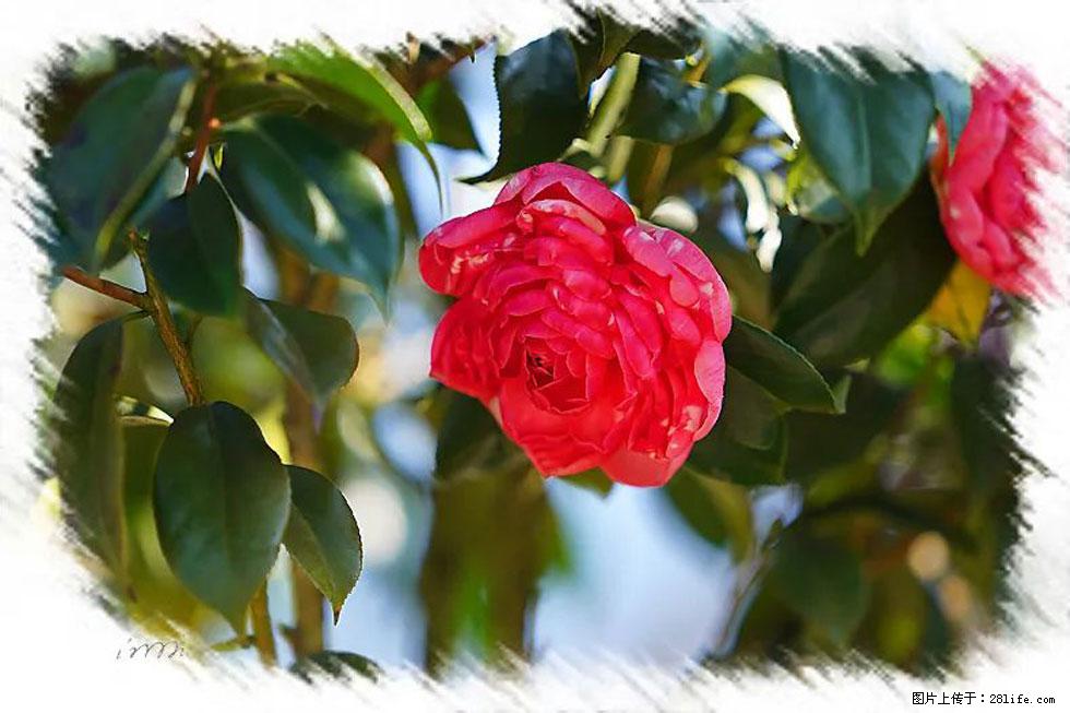 【春天,广西桂林灌阳县向您发出邀请!】杨柳井茶花惹人爱 - 游山玩水 - 赵县生活社区 - 赵县28生活网 zx.28life.com