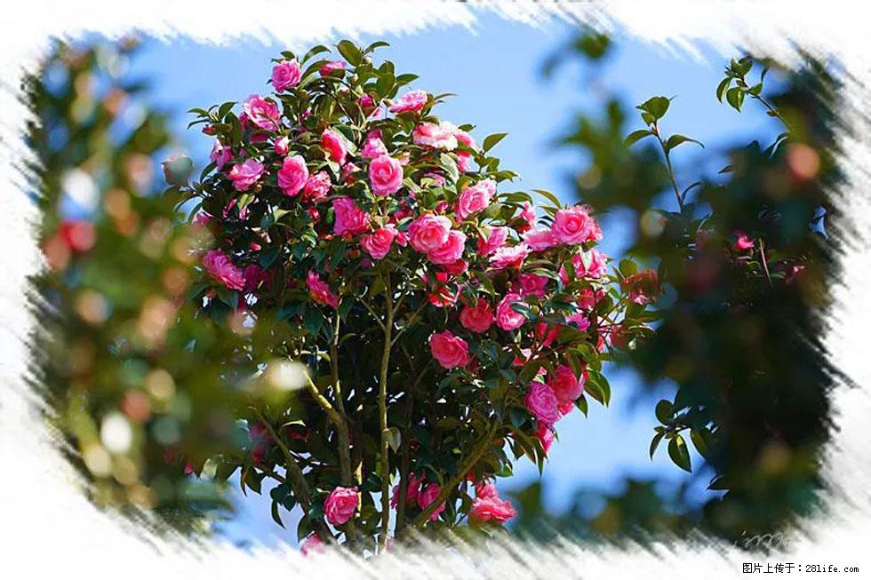 【春天,广西桂林灌阳县向您发出邀请!】杨柳井茶花惹人爱 - 游山玩水 - 赵县生活社区 - 赵县28生活网 zx.28life.com