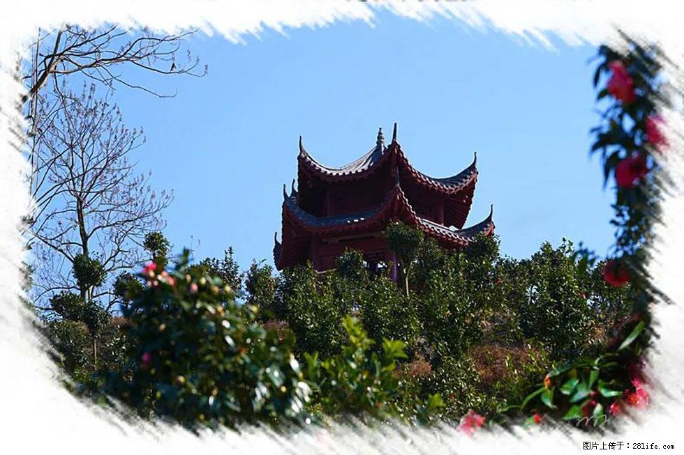 【春天,广西桂林灌阳县向您发出邀请!】杨柳井茶花惹人爱 - 游山玩水 - 赵县生活社区 - 赵县28生活网 zx.28life.com