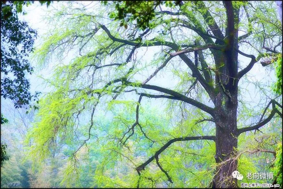 【春天，广西桂林灌阳县向您发出邀请！】在小龙村与春天约会 - 游山玩水 - 赵县生活社区 - 赵县28生活网 zx.28life.com