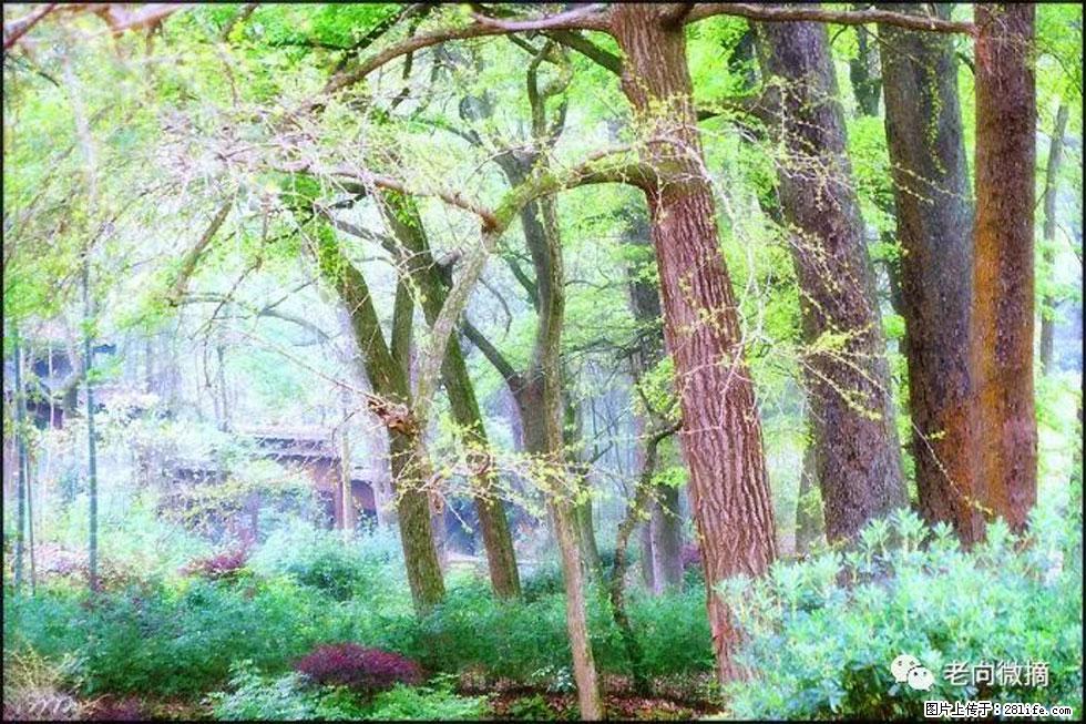 【春天，广西桂林灌阳县向您发出邀请！】在小龙村与春天约会 - 游山玩水 - 赵县生活社区 - 赵县28生活网 zx.28life.com