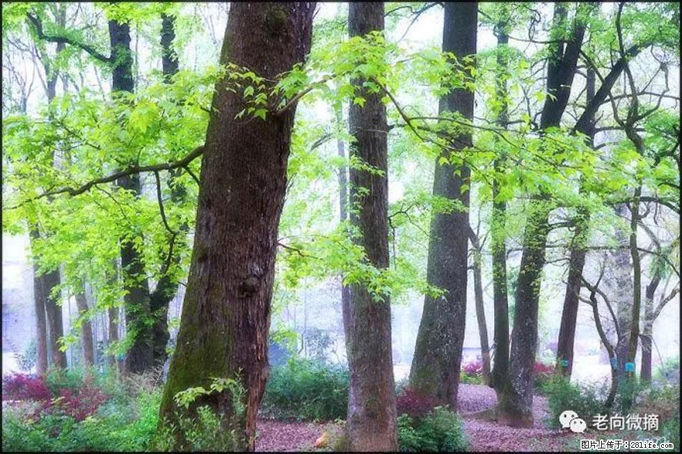 【春天，广西桂林灌阳县向您发出邀请！】在小龙村与春天约会 - 游山玩水 - 赵县生活社区 - 赵县28生活网 zx.28life.com