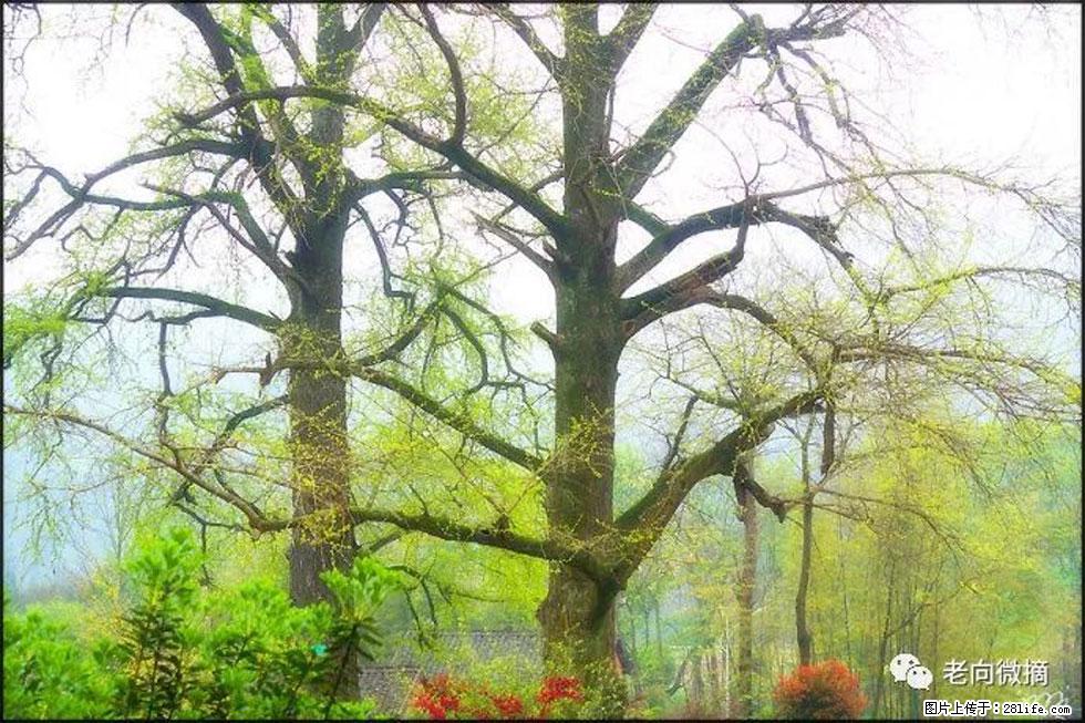 【春天，广西桂林灌阳县向您发出邀请！】在小龙村与春天约会 - 游山玩水 - 赵县生活社区 - 赵县28生活网 zx.28life.com