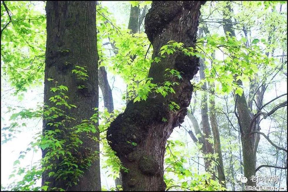 【春天，广西桂林灌阳县向您发出邀请！】在小龙村与春天约会 - 游山玩水 - 赵县生活社区 - 赵县28生活网 zx.28life.com