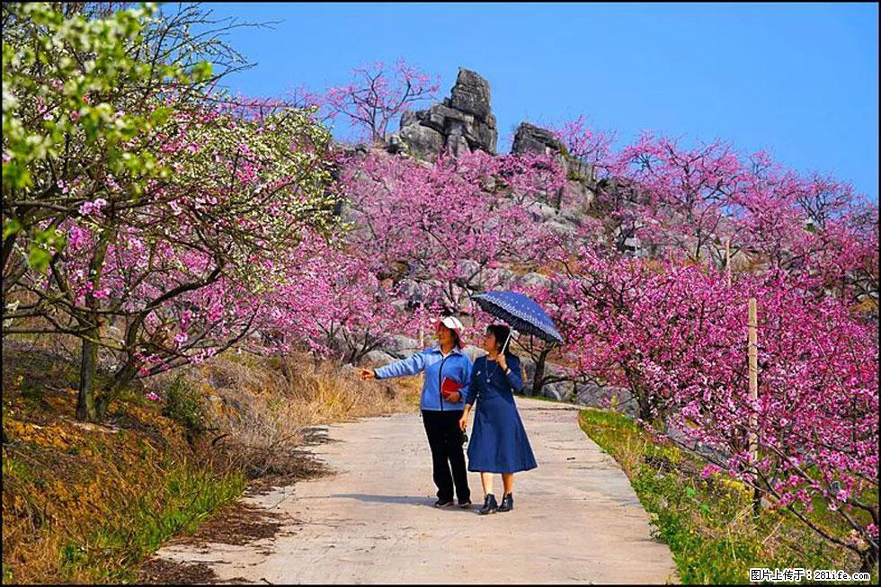 【春天,广西桂林灌阳县向您发出邀请!】望月岭上桃花开 - 游山玩水 - 赵县生活社区 - 赵县28生活网 zx.28life.com