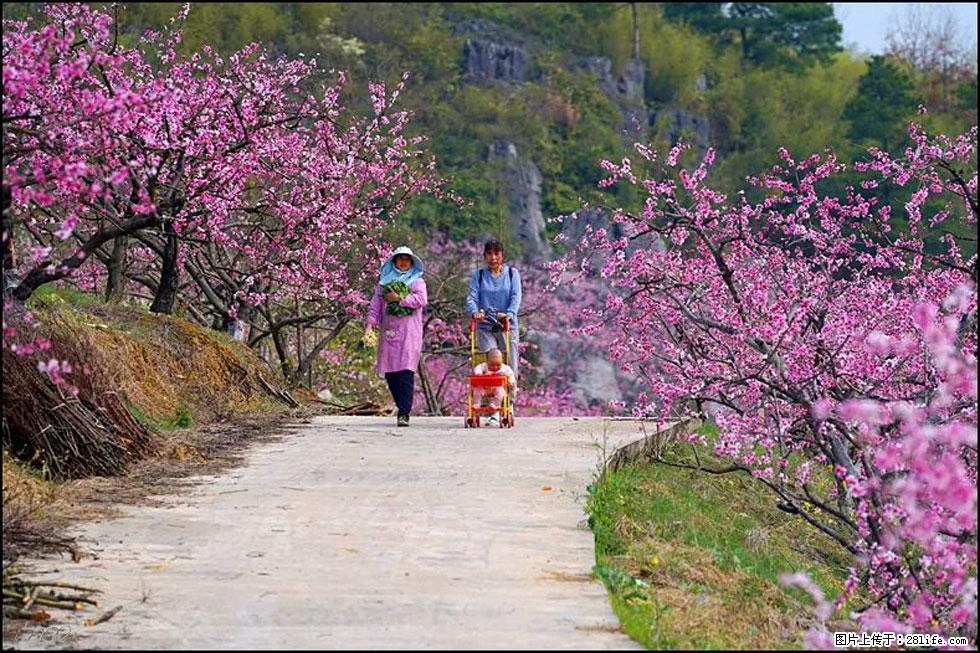 【春天,广西桂林灌阳县向您发出邀请!】望月岭上桃花开 - 游山玩水 - 赵县生活社区 - 赵县28生活网 zx.28life.com