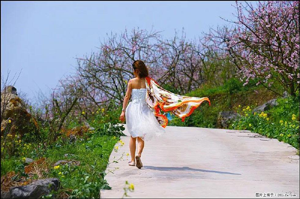 【春天,广西桂林灌阳县向您发出邀请!】望月岭上桃花开 - 游山玩水 - 赵县生活社区 - 赵县28生活网 zx.28life.com