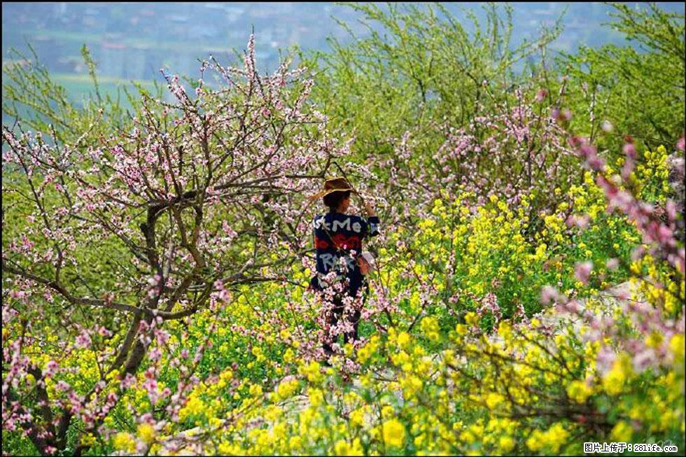 【春天,广西桂林灌阳县向您发出邀请!】望月岭上桃花开 - 游山玩水 - 赵县生活社区 - 赵县28生活网 zx.28life.com