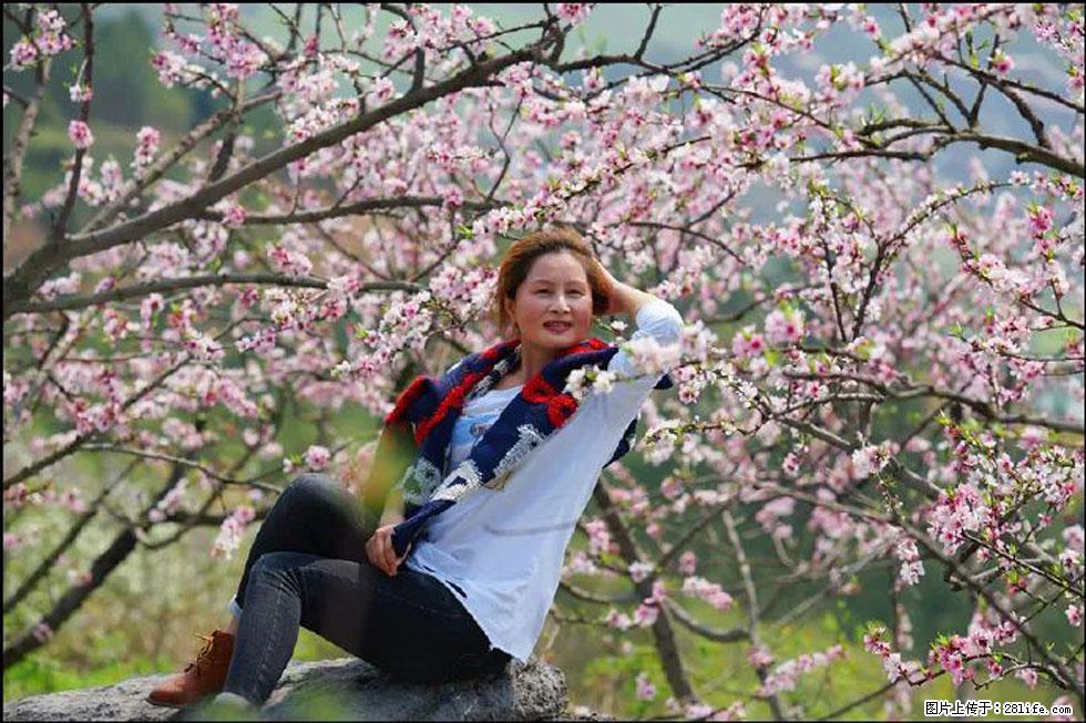 【春天,广西桂林灌阳县向您发出邀请!】望月岭上桃花开 - 游山玩水 - 赵县生活社区 - 赵县28生活网 zx.28life.com