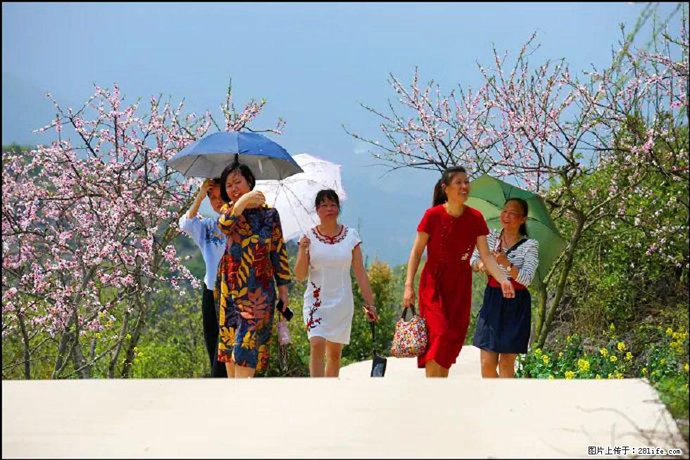 【春天,广西桂林灌阳县向您发出邀请!】望月岭上桃花开 - 游山玩水 - 赵县生活社区 - 赵县28生活网 zx.28life.com