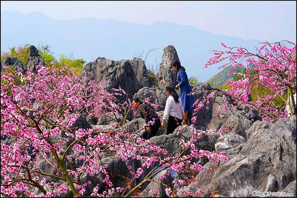 【春天,广西桂林灌阳县向您发出邀请!】望月岭上桃花开 - 游山玩水 - 赵县生活社区 - 赵县28生活网 zx.28life.com
