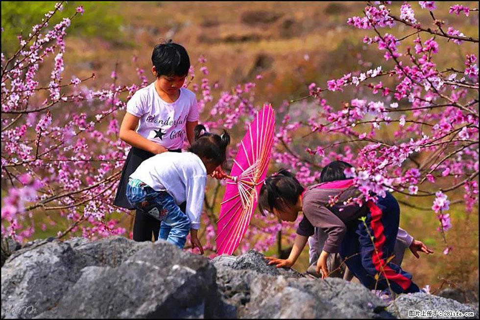 【春天,广西桂林灌阳县向您发出邀请!】望月岭上桃花开 - 游山玩水 - 赵县生活社区 - 赵县28生活网 zx.28life.com