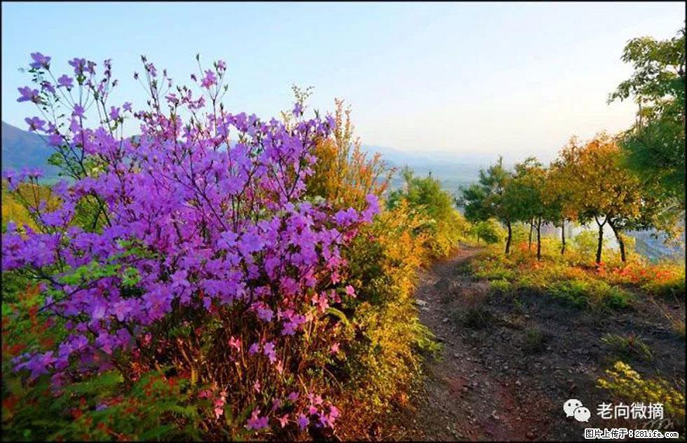 【春天,广西桂林灌阳县向您发出邀请!】登麒麟山,相约映山红 - 游山玩水 - 赵县生活社区 - 赵县28生活网 zx.28life.com